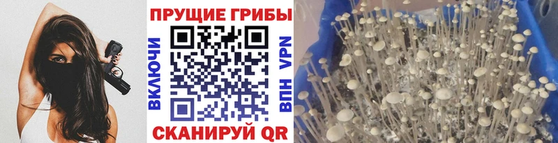 Галлюциногенные грибы Psilocybine cubensis  Олонец 